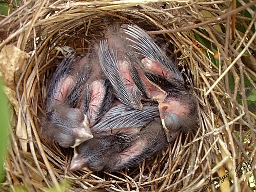 Northern Cardinal Babies
