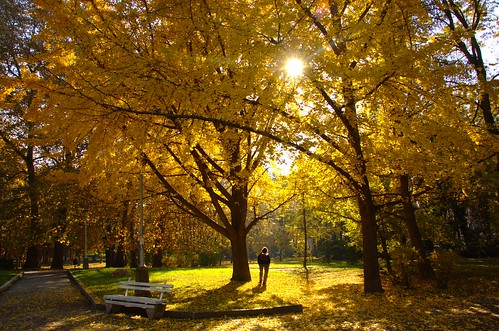 golden autumn