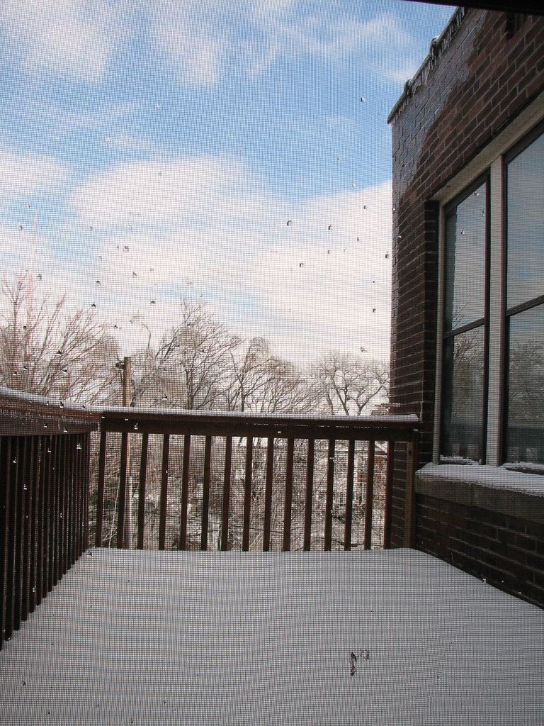 The first snow 2006 in St. Louis