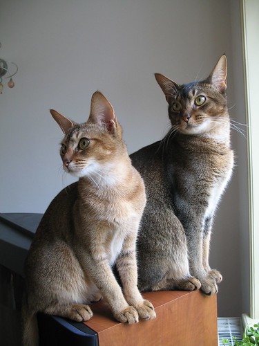 Abyssinian cat breeders: a