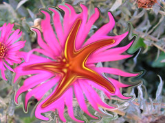 PA080031-A starfish on my asters!