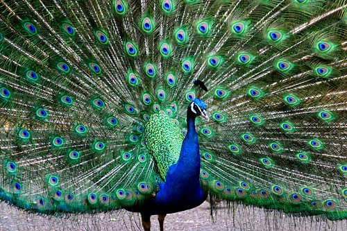 Hawaii Peacock