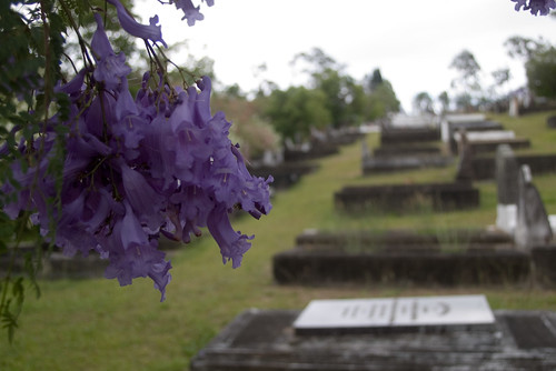 IMGP2149 jacaranda cemetery