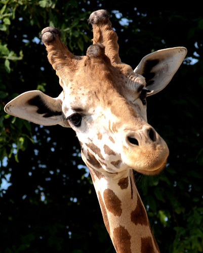 giraffa da Maurizio G..