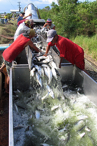 bangus sarangani davao del sur fish workers milkfish harvest Pinoy Filipino Pilipino Buhay fihserman people pictures photos life Philippinen  菲律宾  菲律賓  필리핀(공화국) Philippines    