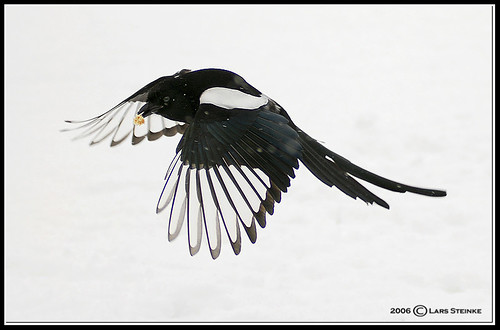  Magpie in flight (magpy-DSC_2521.jpg) 