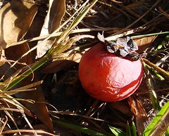 persimmon ripe on ground