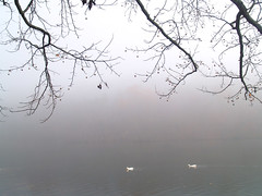Lakewood fog