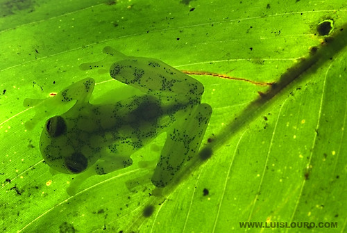 glass frogs. Glass frog