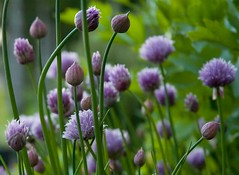 chives01