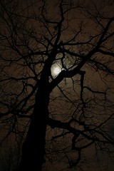 haunted tree