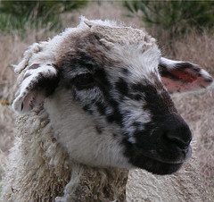 moddled-faced lamb
