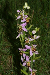 548695978 Bee_Orchid---Belgarum 2007-06-13_18:18:44 Farmoor_Reservoir