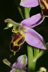 548698462 Bee_Orchid---Belgarum 2007-06-13_18:19:17 Farmoor_Reservoir