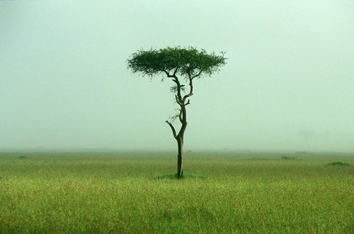 Acacia tree on the grassland