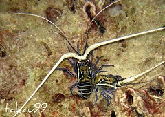 Spiny Lobster, Thailand