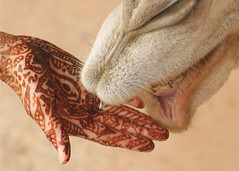 Henna Hand with Camel in Morocco