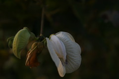 vagina flower, Phu Quoc