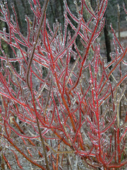 Icy Red Twig Dogwood