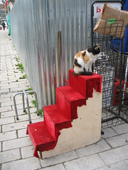 Cat Stair