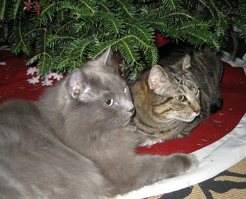 kitties under the tree
