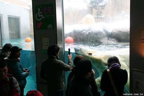 旭山動物園．北極熊