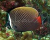 Redtail Butterflyfish at Similan Islands, Thailand
