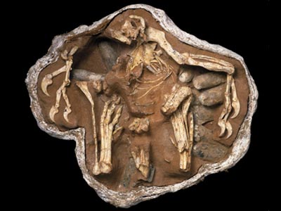 nesting oviraptor skeleton