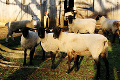 sheepies