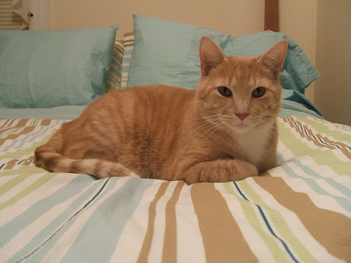 Leo likes the new bedding