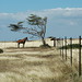 Lonely South Point Horse