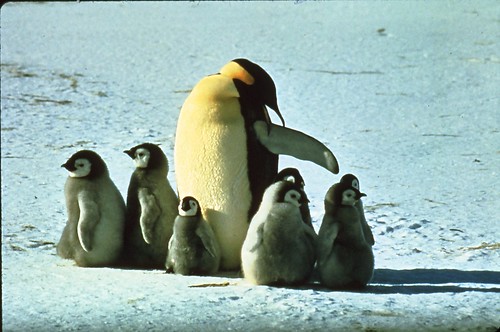 Emperor Penguin with chicks 1