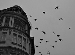 Flock over Belgrade
