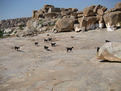 goats and rock