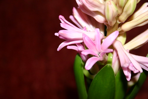 xacinto, inflorescencia