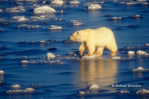 Polar Bear (Ursus maritimus) on Ice of Hudson Bay Near Churchill, Manitoba, Canada