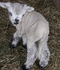 Bony lamb