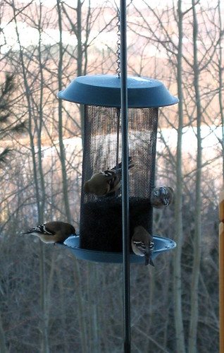 Goldfinches and Thistle seed