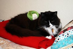 Yarn on a Cat