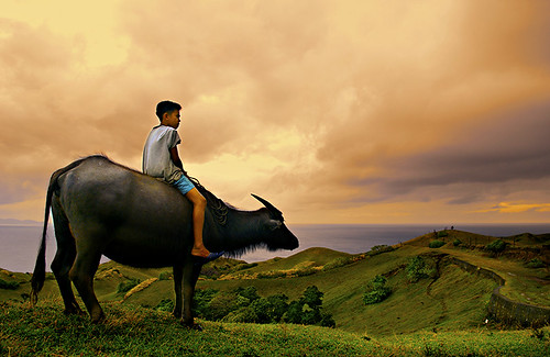 philippines farm batanes pinoy boy carabao rural riding farm pinoy Pinoy Filipino Pilipino Buhay  people pictures photos life Philippinen  菲律宾  菲律賓  필리핀(공화국) Philippines