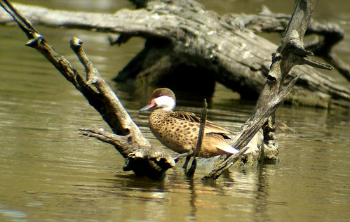 wcpintail