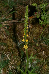 548763840 Agrimony 2007-06-13_20:11:20 Cothill