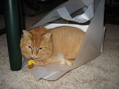 Drooly in a bag