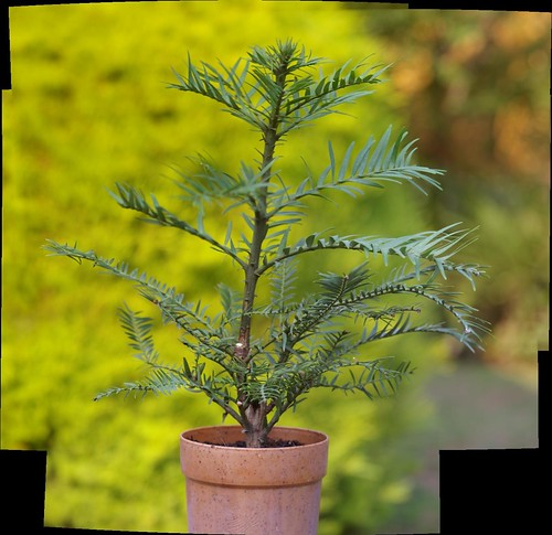 Wollemi Pine [Wollemia nobilius] as an example of a macro autostitch