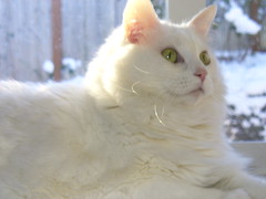 Miranda, The Snow Cat