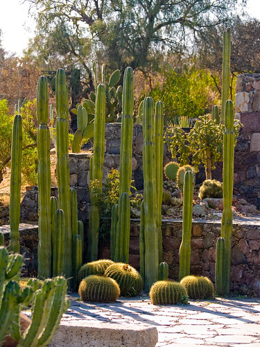 Beautiful Cactus Garden