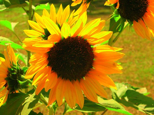 brighter than the SUN - sunflower
