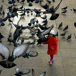 Pigeons Carnival