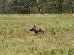Warthog: Safari to the Lake Nakuru National Park