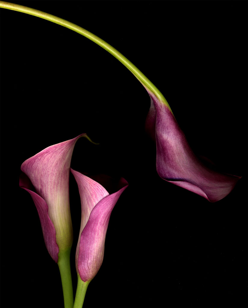 two&one_callas.1024